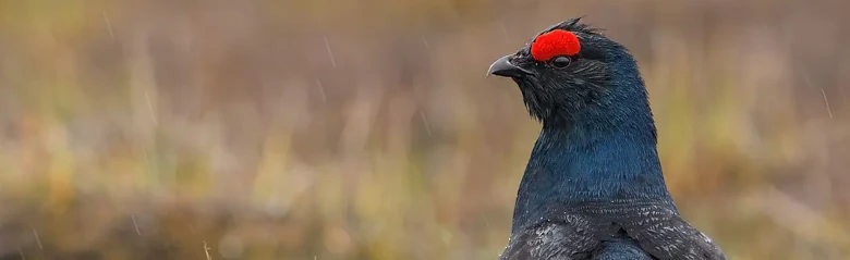 Cietrzew. Prawie czarny z niebieskimi piórami na piersi. Charakterystyczny czerwony pasek nad okiem.