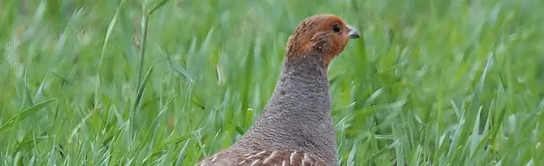 Kuropatwa. Spacer w terenie. Brązowo prążkowany grzbiet dobrze kamufluje się w trawie. Szara klatka piersiowa z delikatnym wzorem, a głowa pomarańczowo-brązowa.
