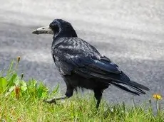 Gawron