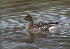 Gęś tundrowa