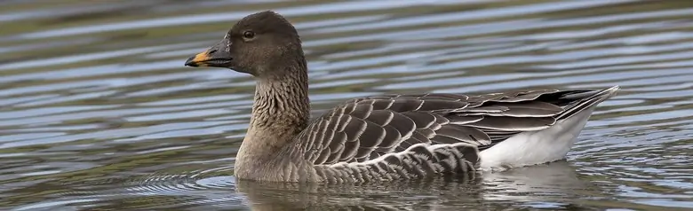 Gęś tundrowa. Mała brązowa gęś z brązowym dziobem z pomarańczową plamką.