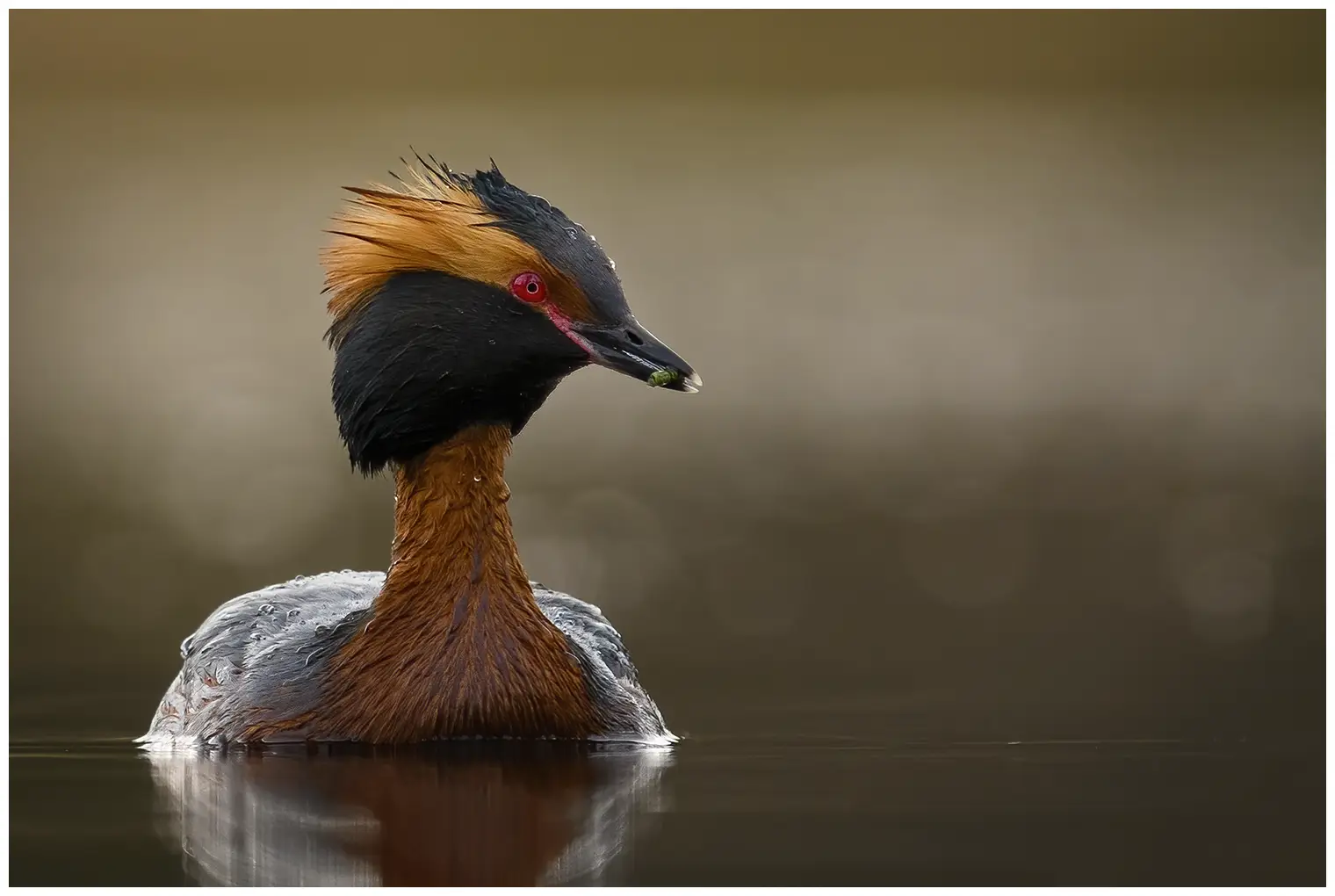 Perkoz rogaty