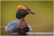 Perkoz rogaty