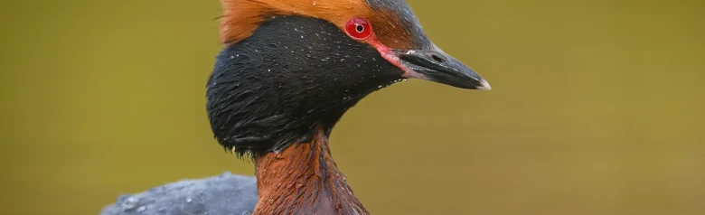 Perkoz rogaty. Pomarańczowe ozdobne pióra na głowie, czarny kołnierz i całkowicie czerwone oczy.
