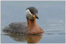 Perkoz rdzawoszyi