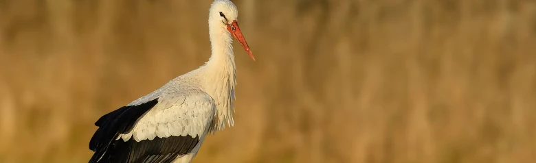 Bocian biały