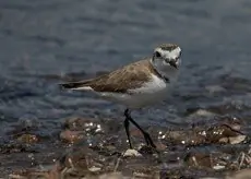 Sieweczka morska