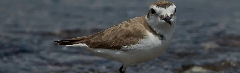Sieweczka morska