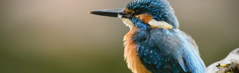 Zimorodek