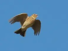 Skowronek