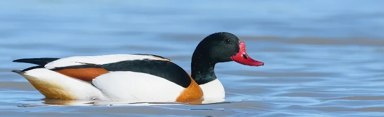 Ohar. Duża kaczka z czerwonym dziobem i czarną głową. Brązowe oznaczenia na czarno-białym ptaku.