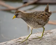 Kropiatka