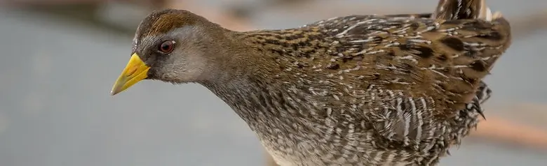 Kropiatka
