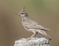 Dzierlatka