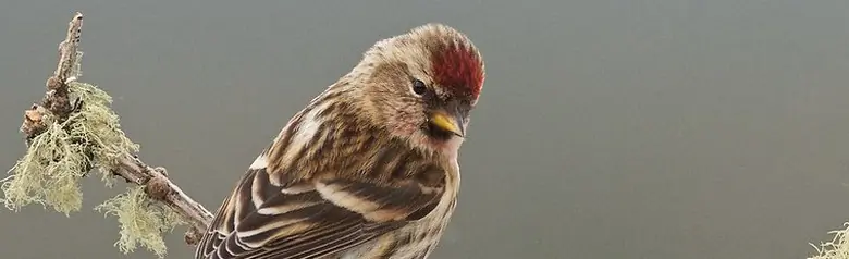 Czeczotka brązowa. Siedzi na omszałej gałęzi. Widziany od tyłu. Wyraźna czerwona plama na czole.