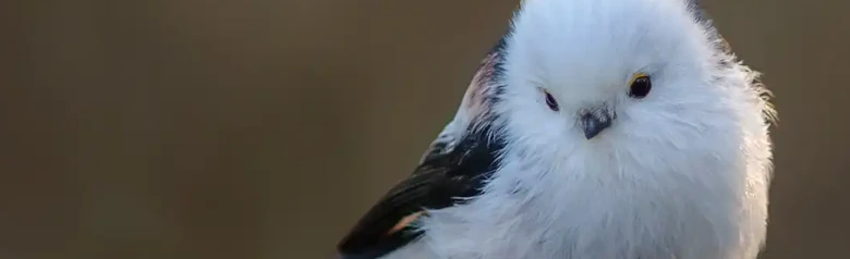 Raniuszek zwyczajny. Siedzi na gałęzi pokrytej szronem. Biała głowa i klatka piersiowa, podczas gdy plecy są czerwono-czarne.