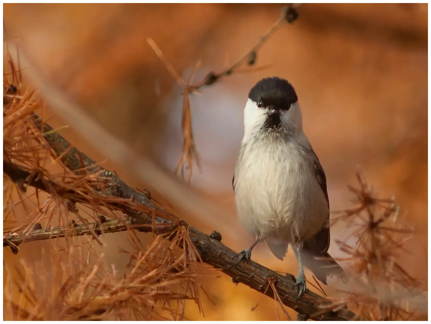Czarnogłówka