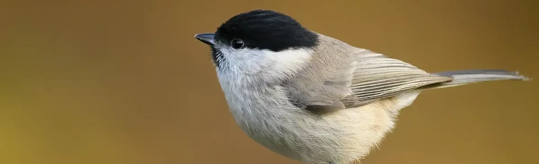 Sikora uboga. Siedzący na czubku gałęzi, całkowicie rozmyte tło. Mały szarobrązowy ptak z błyszczącą czarną czapeczką i czarnym śliniakiem.
