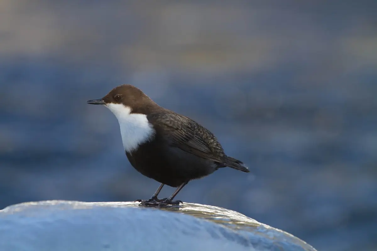 Pluszcz (szkło)